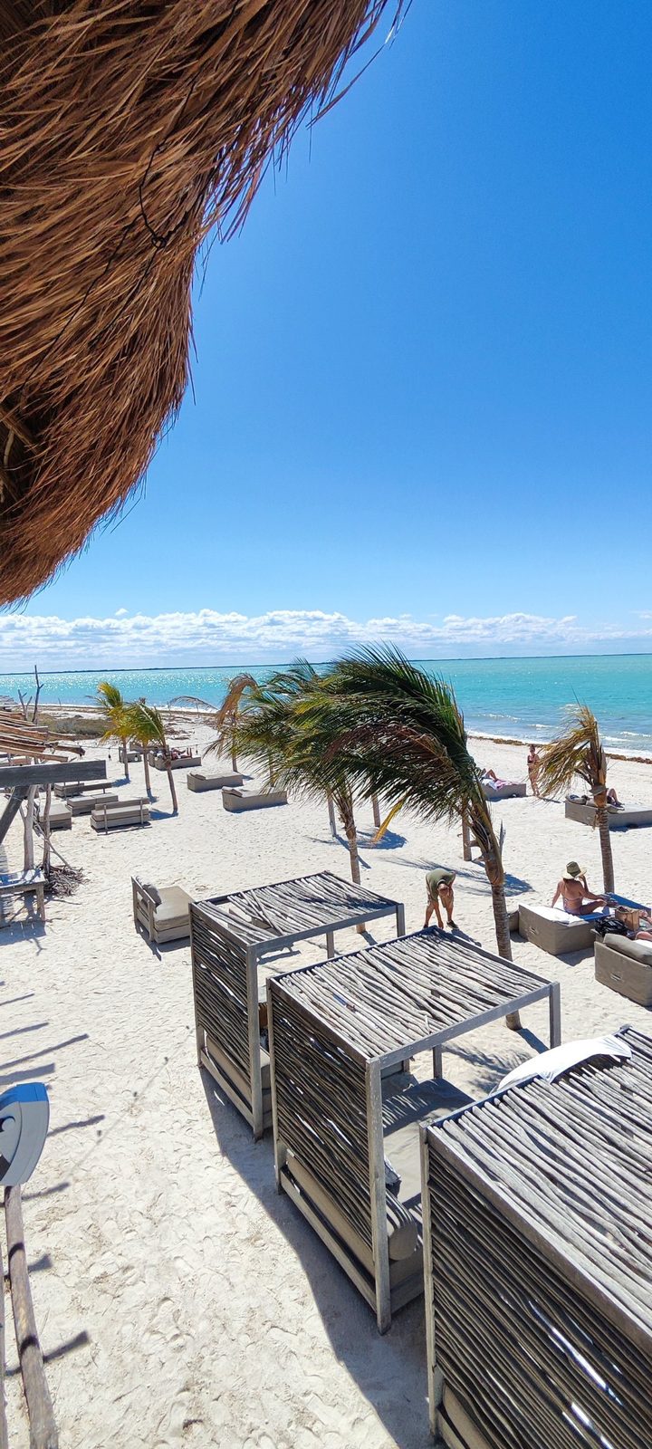 Camastros y palmeras vistos desde la palapa